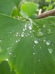 Shen Ning Ran Bao Ji