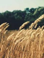 The Stand-in Wife Wa