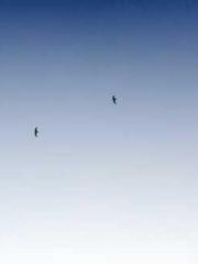 Fast Travel: The Vil