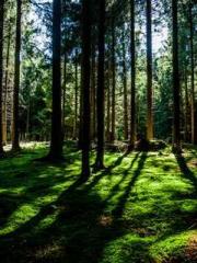 Awakening of the Mas